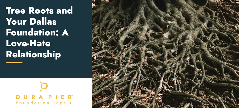tree root damage central texas